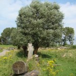 Het Buytenpark (Joke Kerkvliet)