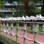 Meeuwen op een brugleuning in park Meerzicht (Cees Looij)