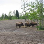 De bisons