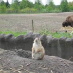 Grond eekhoorns