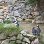 De pinguins
