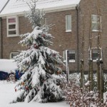 Kerstboom in de sneeuw