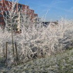 Witte bomen en struiken (2)