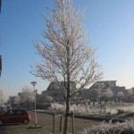 Witte boom (2)