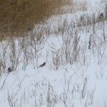 Vogeltjes in de sneeuw