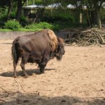 De bisons