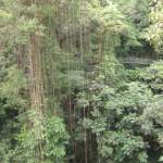 Boomtoppenwandeling in Mulu