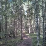 Skuleskogen National Park (2)