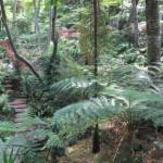 Mooie planten en bomen