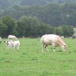 Koeien rondom Comblain-au-Pont