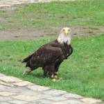 Roofvogels in Bouillon