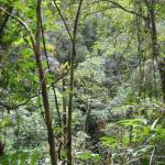 Wandeling op Mount Kinabalu (2)