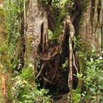 Wandeling op Mount Kinabalu (3)