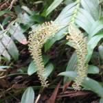 Wandeling op Mount Kinabalu (4)