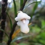 De Santa Claus Orchidee