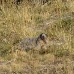 Marmotten in de Alpen