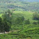 Een bezoekje aan Sabah Tea