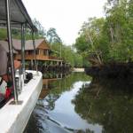 De mangrove bij Sepilok