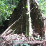 Wandeling naar het Sepilok Orang Utan Rehabilitation Centre