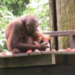 Sepilok Orang Utan Rehabilitation Centre (1)