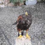 Donjon des Aigles (1)