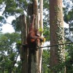 Sepilok Orang Utan Rehabilitation Centre (2)