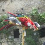 Donjon des Aigles (3)