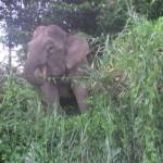 Olifanten bij de Kinabatangan