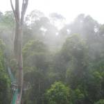 Boomtoppenwandeling in Danum Valley