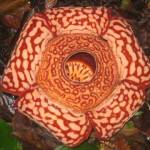 De Rafflesia (1)