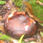 De Rafflesia (2)