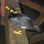 Mooie vogel in de dierentuin