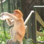 Neusaapje in de dierentuin