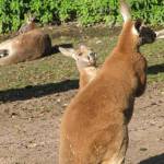 Le Parc Zoologique Cerza (3)
