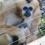 Le Parc Zoologique Cerza (4)