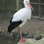 Le Parc Zoologique Cerza (5)