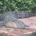 Le Parc Zoologique Cerza (6)