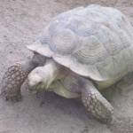 Le Parc Zoologique Cerza (7)