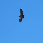 Gieren in het wild (1)