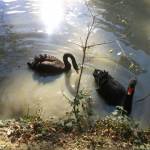 Le Parc Zoologique Cerza (9)