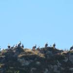 Gieren in het wild (2)