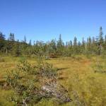 Midsommerfjallet (1)