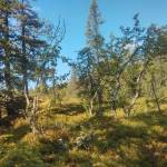 Midsommerfjallet (2)