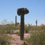 Cactussen in de Botanische tuin