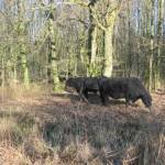 Zwarte Gallowayrunderen in het bos