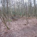 Bos in herfstkleuren