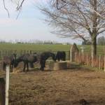 Paarden bij De Meschermolen