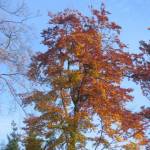 Hele mooie herstkleuren (1)