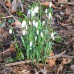 Vroege sneeuwklokjes