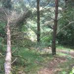 Naaldbos met stormschade